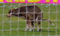 Cachorro opina sobre a Conmebol